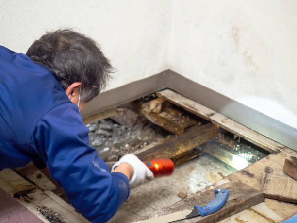 Certified Mold Removal in Carrollton, MO