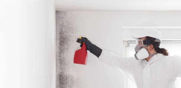 Best Office Mold Removal Services  in Carrollton, MO