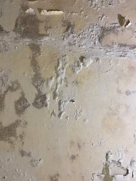 Best Crawl Space Mold Removal  in Carrollton, MO